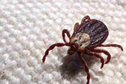 febre-maculosa-causa-mais-duas-mortes-no-interior-de-sao-paulo