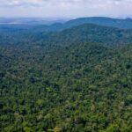 desmatamento-no-amazonas-caiu-32%-entre-agosto-e-fevereiro-deste-ano