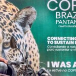 cop15-inclui-mais-40-especies-migratorias-em-lista-de-protecao