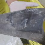 ibama-restringe-comercio-internacional-de-tubarao-azul