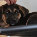 lei-define-guarda-compartilhada-de-pets;-veja-detalhes