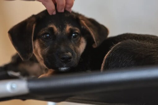 lei-define-guarda-compartilhada-de-pets;-veja-detalhes