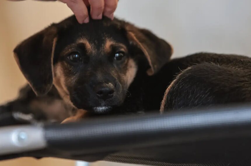 lei-define-guarda-compartilhada-de-pets;-veja-detalhes