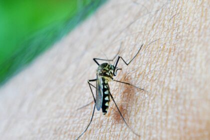 estudo-alerta-para-relacao-da-dengue-com-a-sindrome-de-guillain-barre