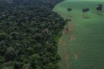 onu-realiza-forum-sobre-florestas-em-nova-iorque