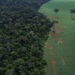 onu-realiza-forum-sobre-florestas-em-nova-iorque