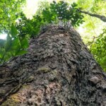 florestas-degradadas-da-amazonia-estao-se-tornando-mais-vulneraveis