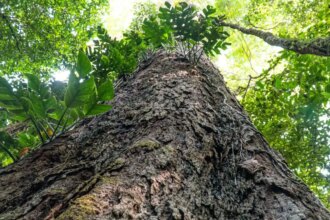 florestas-degradadas-da-amazonia-estao-se-tornando-mais-vulneraveis