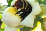 viva-maria-alerta-para-perda-do-habitat-das-abelhas-em-belterra-(pa)