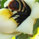 viva-maria-alerta-para-perda-do-habitat-das-abelhas-em-belterra-(pa)