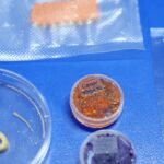 embrapa-produz-em-laboratorio-salmao,-caviar-e-aneis-de-lula-veganos