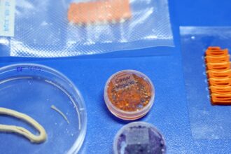 embrapa-produz-em-laboratorio-salmao,-caviar-e-aneis-de-lula-veganos