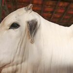 china-reconhece-territorio-brasileiro-como-livre-da-febre-aftosa