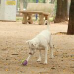 lei-torna-crime-exercicio-ilegal-da-medicina-veterinaria