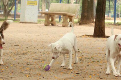 lei-torna-crime-exercicio-ilegal-da-medicina-veterinaria