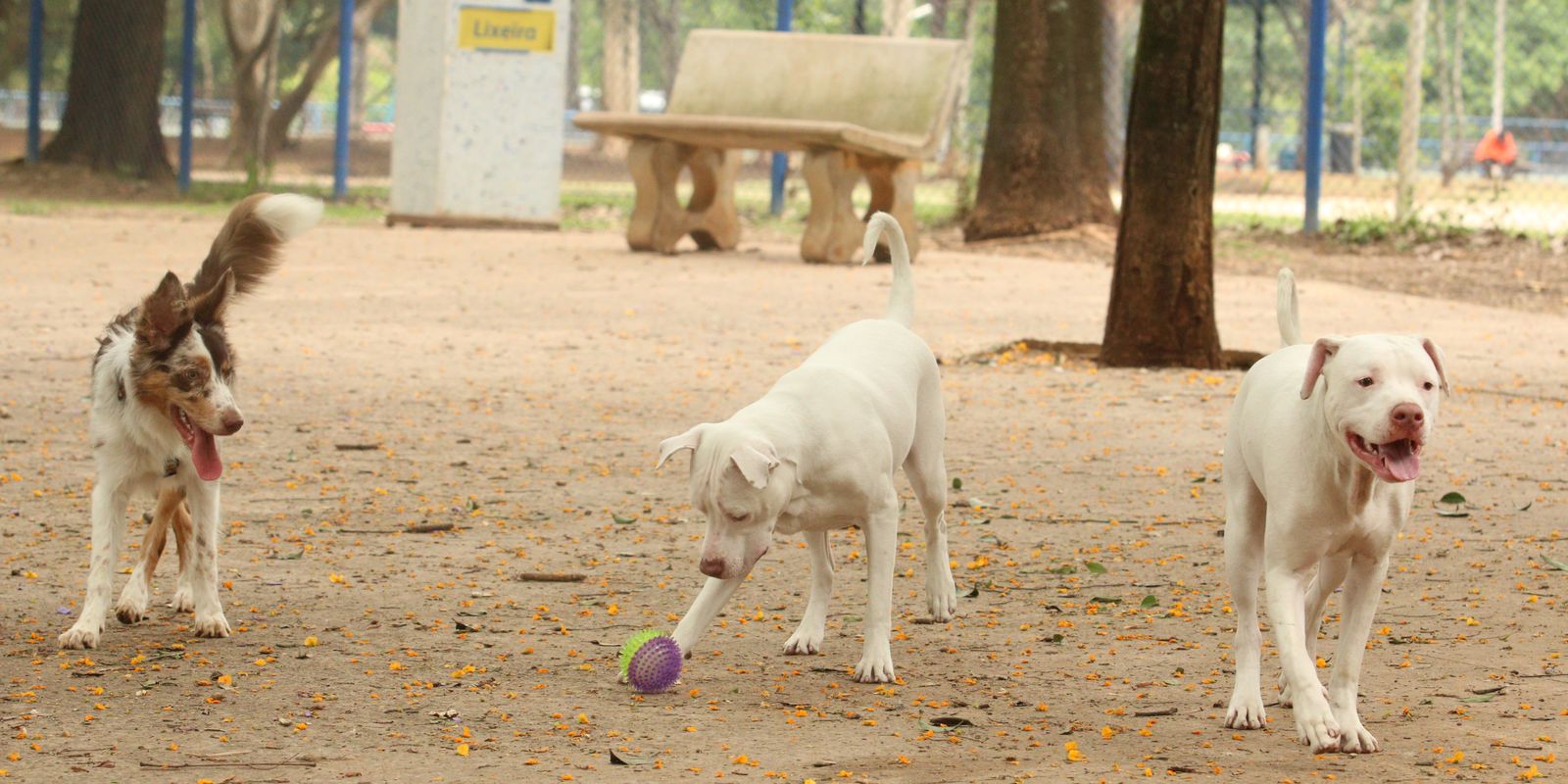 lei-torna-crime-exercicio-ilegal-da-medicina-veterinaria