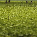 cmn-passa-a-exigir-fotos-com-localizacao-comprovada-em-seguro-rural