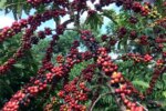 exigencias-regulatorias-da-ue-podem-embarreirar-pequenos-cafeicultores