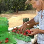 finep-vai-pagar-r$-220-milhoes-para-inovacoes-em-agricultura-familiar