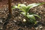 sesi-lab-inaugura-espaco-que-abriga-sistema-agroecologico-educativo