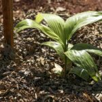 sesi-lab-inaugura-espaco-que-abriga-sistema-agroecologico-educativo