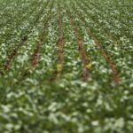 entenda-impasse-entre-bancada-do-agro-e-governo-sobre-dividas-rurais