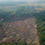 amazonia-registra-queda-de-35%-nos-alertas-de-desmatamento-em-junho