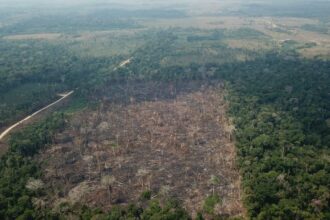 amazonia-registra-queda-de-35%-nos-alertas-de-desmatamento-em-junho