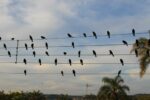foto-de-passaros-em-fios-eletricos-vira-sinfonia-premiada-em-cannes