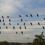 foto-de-passaros-em-fios-eletricos-vira-sinfonia-premiada-em-cannes
