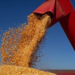 ibge-preve-safra-de-347,4-milhoes-de-toneladas-para-2026