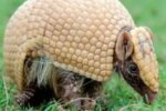mascote-da-copa,-tatu-bola-continua-ameacado-e-tera-plano-de-protecao
