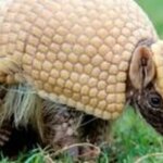 mascote-da-copa,-tatu-bola-continua-ameacado-e-tera-plano-de-protecao