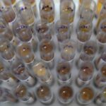uso-de-medicamento-oferecido-no-sus-reduz-casos-de-malaria-no-brasil