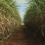 safra-de-cana-de-acucar-deve-crescer-4,7%-em-relacao-ao-ano-de-2025