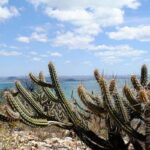 consorcio-nordeste-negocia-recursos-na-cop17-da-onu