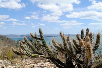 consorcio-nordeste-negocia-recursos-na-cop17-da-onu
