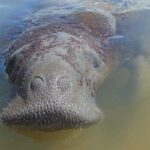 medidas-emergenciais-vao-proteger-peixe-boi-simbolo-da-biodiversidade