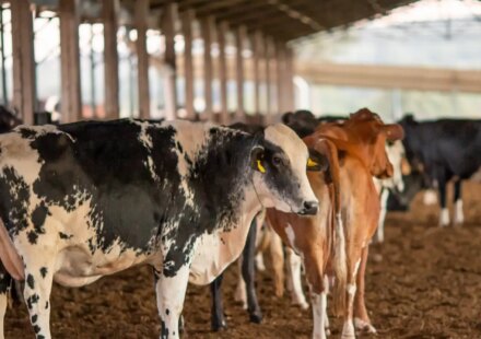 ue-suspende-carnes-do-brasil;-entenda-impacto-e-proximos-passos