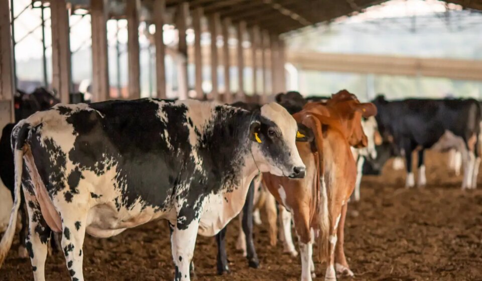 ue-suspende-carnes-do-brasil;-entenda-impacto-e-proximos-passos