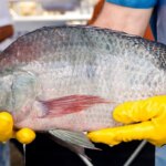 primeira-fabrica-de-curativos-de-pele-tilapia-vai-ser-no-ceara