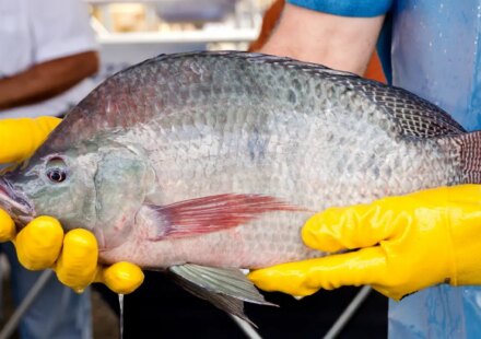 primeira-fabrica-de-curativos-de-pele-tilapia-vai-ser-no-ceara