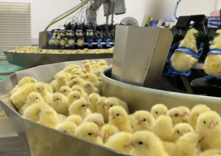 investigacao-expoe-trituracao-de-pintinhos-na-industria-de-ovos