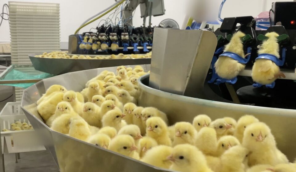 investigacao-expoe-trituracao-de-pintinhos-na-industria-de-ovos