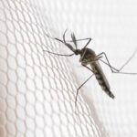 cidades-do-noroeste-de-sp-tem-maior-incidencia-de-casos-de-dengue