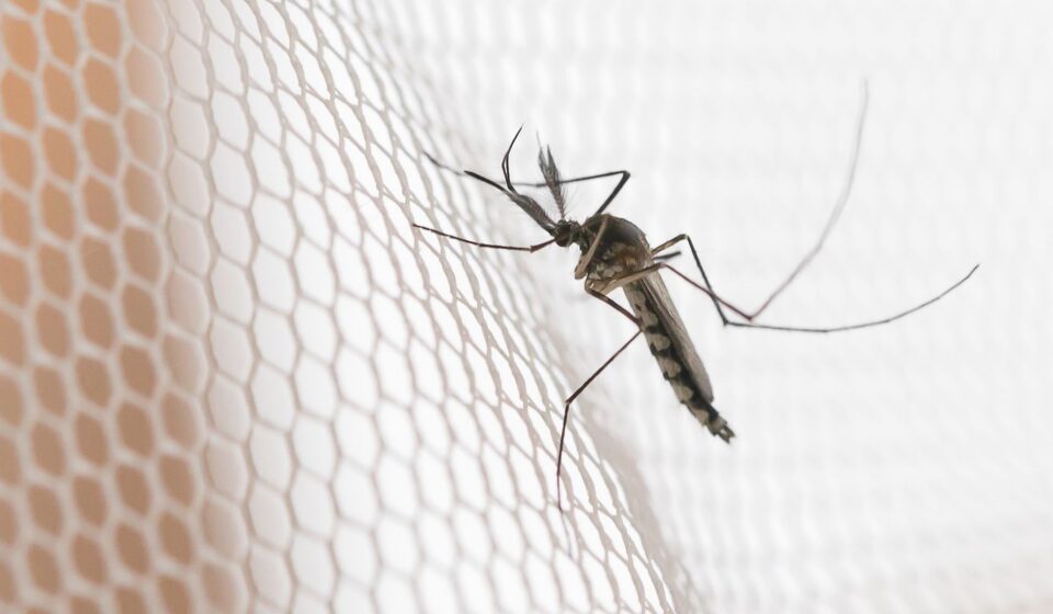 cidades-do-noroeste-de-sp-tem-maior-incidencia-de-casos-de-dengue