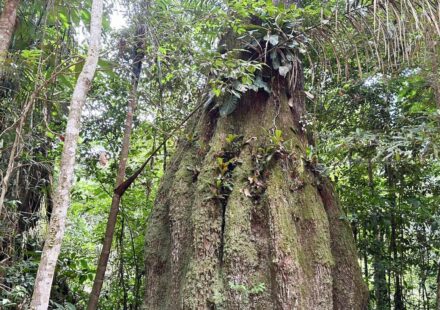 amazonas-ganha-quatro-novas-reservas-de-desenvolvimento-sustentavel