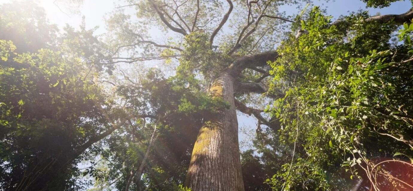 el-nino-intensifica-calor-e-reduz-chuva-em-area-preservada-na-amazonia