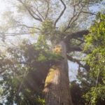 el-nino-intensifica-calor-e-reduz-chuva-em-area-preservada-na-amazonia