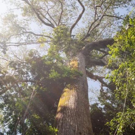 el-nino-intensifica-calor-e-reduz-chuva-em-area-preservada-na-amazonia
